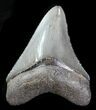 Fossil Megalodon Tooth - Serrated Blade #76546-1